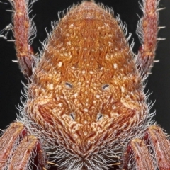 Unverified Spider by TimL