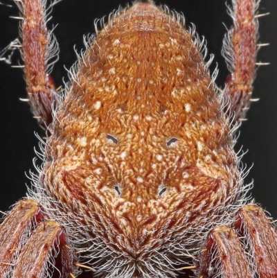 Unverified Spider at  - suppressed by TimL