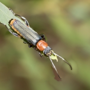 Chauliognathus tricolor at Fraser, ACT - 14 Feb 2023