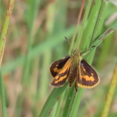 Ocybadistes walkeri (Green Grass-dart) at Farrer Ridge - 14 Feb 2023 by SandraH