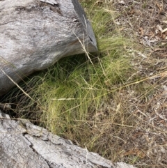 Nassella trichotoma (Serrated Tussock) at Watson, ACT - 13 Feb 2023 by waltraud