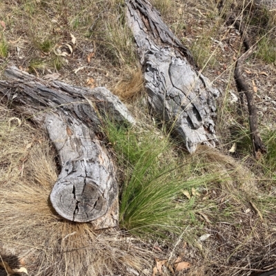 Nassella trichotoma (Serrated Tussock) at Watson, ACT - 13 Feb 2023 by waltraud