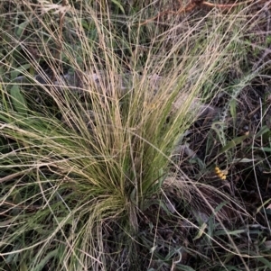 Nassella trichotoma at Watson, ACT - 14 Feb 2023