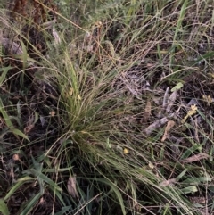 Nassella trichotoma at Watson, ACT - 14 Feb 2023