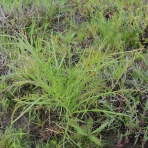 Eryngium ovinum at Boorowa, NSW - 23 Oct 2022 03:09 PM