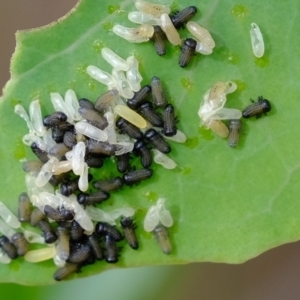 Paropsisterna cloelia at Molonglo Valley, ACT - 14 Feb 2023 03:00 PM