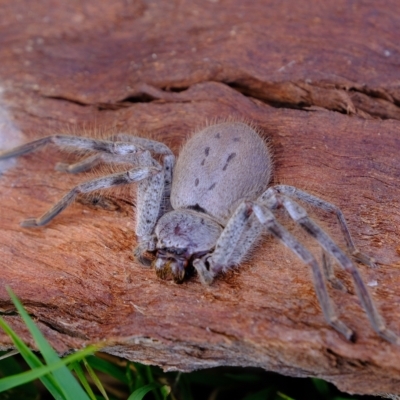 Isopeda sp. (genus) (Huntsman Spider) at Molonglo River Reserve - 14 Feb 2023 by Kurt