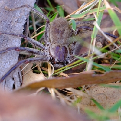 Isopeda sp. (genus) (Huntsman Spider) at Molonglo River Reserve - 14 Feb 2023 by Kurt