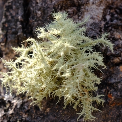 Usnea sp. (genus) (Bearded lichen) at Molonglo River Reserve - 14 Feb 2023 by Kurt