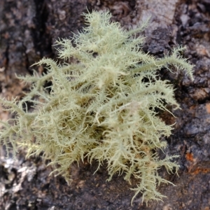 Usnea sp. (genus) at Molonglo Valley, ACT - 14 Feb 2023