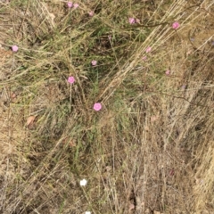 Convolvulus angustissimus subsp. angustissimus (Australian Bindweed) at Hackett, ACT - 10 Feb 2023 by JenniM