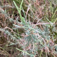 Epilobium billardiereanum subsp. cinereum (Hairy Willow Herb) at Hughes, ACT - 14 Feb 2023 by KL