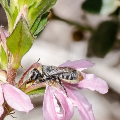Megachile apicata at Acton, ACT - 15 Feb 2022 by Roger