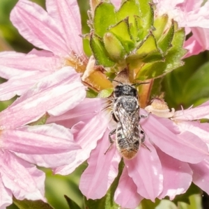 Megachile apicata at Acton, ACT - 15 Feb 2022 11:15 AM