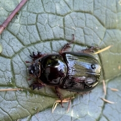 Dasygnathus sp. (genus) (Rhinoceros beetle) at Lyneham, ACT - 15 Feb 2023 by HelenWay