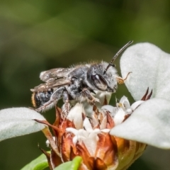 Megachile ferox (Resin bee) at Acton, ACT - 15 Feb 2022 by Roger