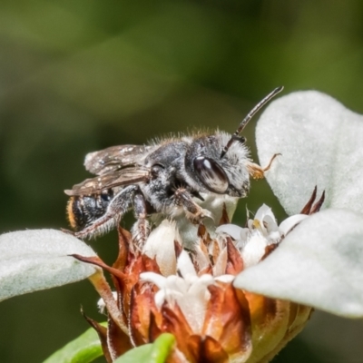 Megachile ferox (Resin bee) at ANBG - 14 Feb 2022 by Roger