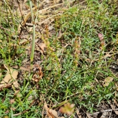 Haloragis heterophylla (Variable Raspwort) at Isaacs Ridge - 15 Feb 2023 by Mike