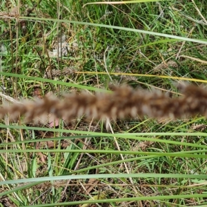 Carex appressa at Jerrabomberra, ACT - 15 Feb 2023