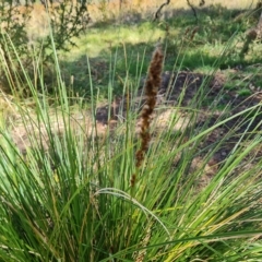 Carex appressa at Jerrabomberra, ACT - 15 Feb 2023