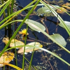 Ottelia ovalifolia (Swamp Lily) at Jerrabomberra, ACT - 15 Feb 2023 by Mike