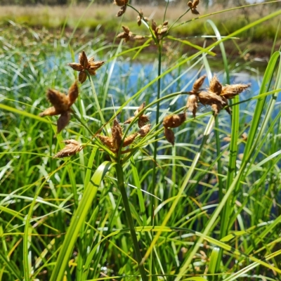 Bolboschoenus sp. (A Rush/Sedge) at Wanniassa Hill - 15 Feb 2023 by Mike