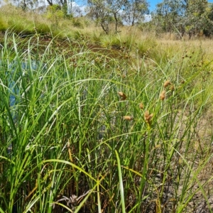 Bolboschoenus sp. at Jerrabomberra, ACT - 15 Feb 2023