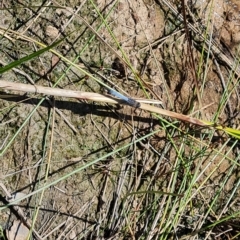 Orthetrum caledonicum (Blue Skimmer) at Jerrabomberra, ACT - 15 Feb 2023 by Mike