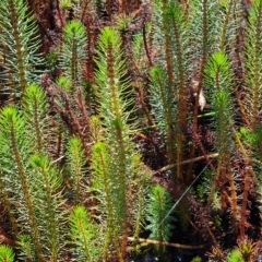 Myriophyllum crispatum (Water Millfoil) at Jerrabomberra, ACT - 15 Feb 2023 by Mike