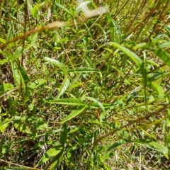 Cullen microcephalum (Dusky Scurf-pea) at Jerrabomberra, ACT - 15 Feb 2023 by Mike