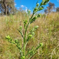 Erigeron sumatrensis (Tall Fleabane) at Jerrabomberra, ACT - 15 Feb 2023 by Mike