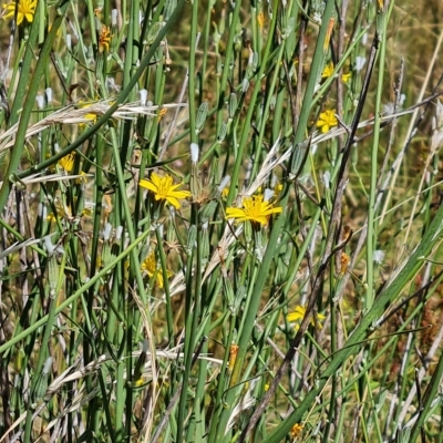 Chondrilla juncea (Skeleton Weed) at Isaacs Ridge - 15 Feb 2023 by Mike