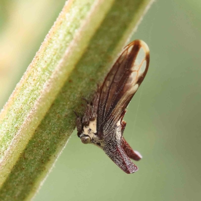 Ceraon sp. (genus) (2-horned tree hopper) at O'Connor, ACT - 14 Feb 2023 by ConBoekel