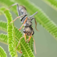 Myrmecia sp., pilosula-group (Jack jumper) at O'Connor, ACT - 14 Feb 2023 by ConBoekel