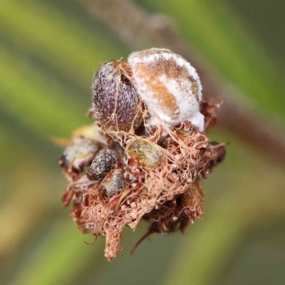 Monophlebulus sp. (genus) at O'Connor, ACT - 14 Feb 2023 by ConBoekel