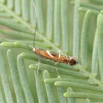 Polysoma eumetalla (Lizard Moth) at O'Connor, ACT - 14 Feb 2023 by ConBoekel