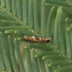 Polysoma eumetalla at O'Connor, ACT - 14 Feb 2023