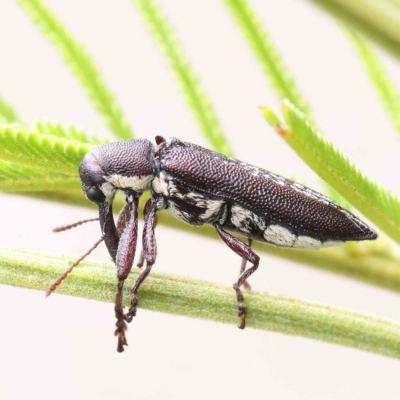 Rhinotia sp. (genus) (Unidentified Rhinotia weevil) at O'Connor, ACT - 14 Feb 2023 by ConBoekel