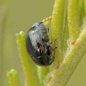 Ditropidus sp. (genus) at O'Connor, ACT - 14 Feb 2023