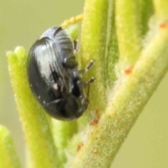 Ditropidus sp. (genus) at O'Connor, ACT - 14 Feb 2023