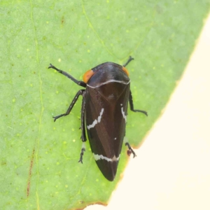 Eurymeloides bicincta at O'Connor, ACT - 15 Jan 2023 02:35 PM