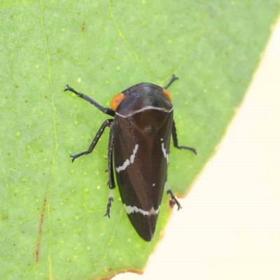 Eurymeloides bicincta (Gumtree hopper) at O'Connor, ACT - 15 Jan 2023 by ConBoekel