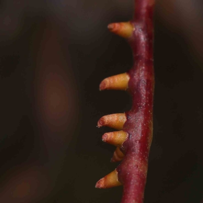 Eucalyptus insect gall at O'Connor, ACT - 15 Jan 2023 by ConBoekel