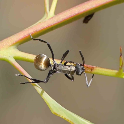 Polyrhachis ammon (Golden-spined Ant, Golden Ant) at O'Connor, ACT - 13 Jan 2023 by ConBoekel