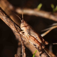 Phaulacridium vittatum (Wingless Grasshopper) at O'Connor, ACT - 12 Jan 2023 by ConBoekel