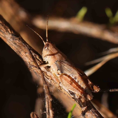 Phaulacridium vittatum (Wingless Grasshopper) at O'Connor, ACT - 13 Jan 2023 by ConBoekel