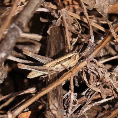 Macrotona australis (Common Macrotona Grasshopper) at O'Connor, ACT - 13 Jan 2023 by ConBoekel