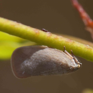 Anzora unicolor at O'Connor, ACT - 15 Jan 2023