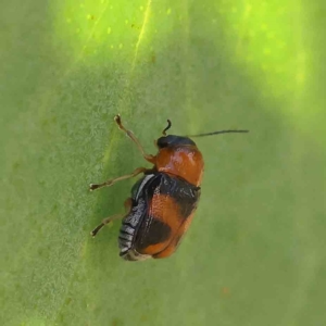 Aporocera (Aporocera) flaviventris at O'Connor, ACT - 15 Jan 2023