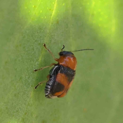 Aporocera (Aporocera) flaviventris (A case bearing leaf beetle) at O'Connor, ACT - 15 Jan 2023 by ConBoekel
